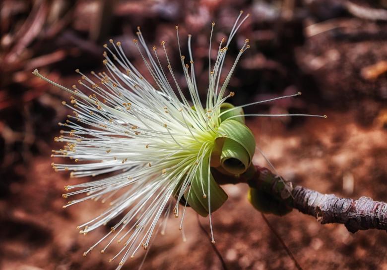 Free stock image of Estranges Pistils created by Pixabay
