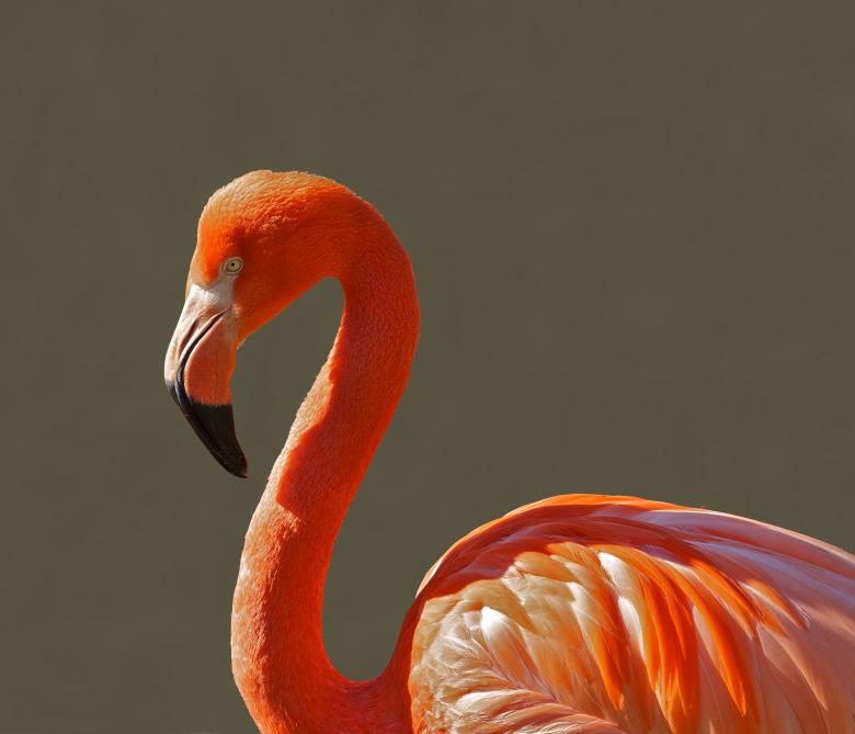 Free stock image of Flamingo Bird created by Pixabay