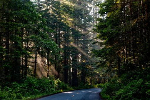 Free Stock Photo of Into the Woods