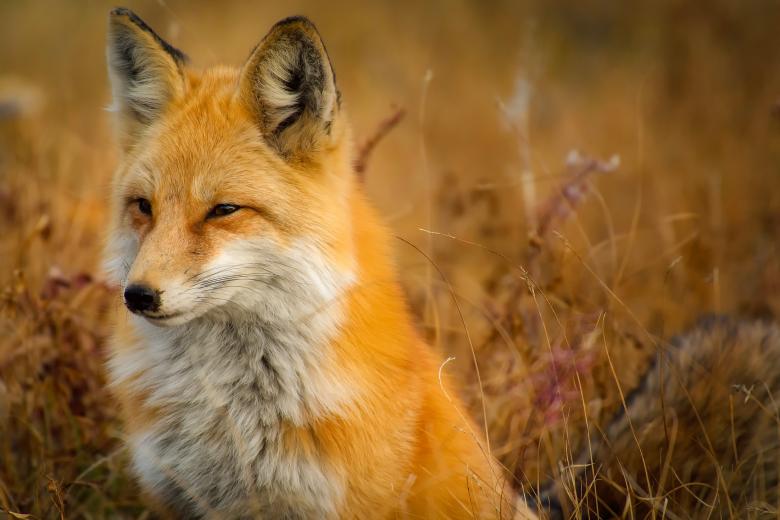 Free stock image of Wild Fox created by Pixabay