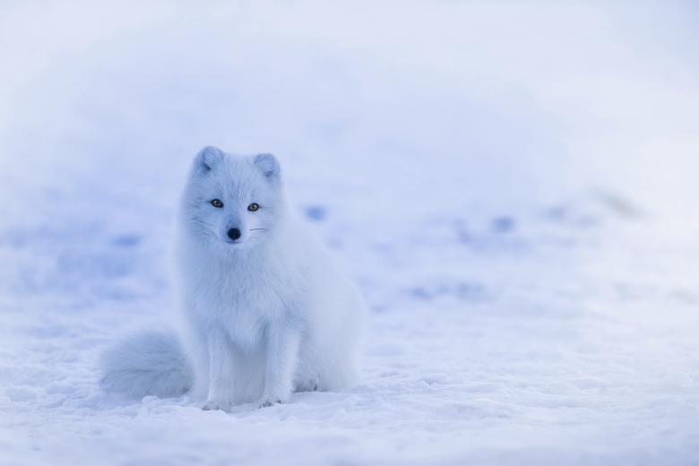 Free stock image of Snow Fox In Iceland created by Pixabay