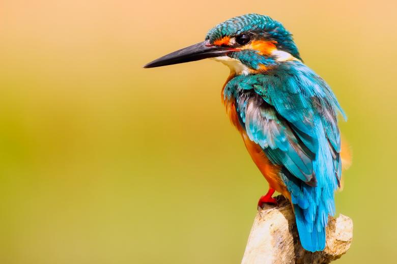 Free stock image of Kingfisher Bird created by Pixabay