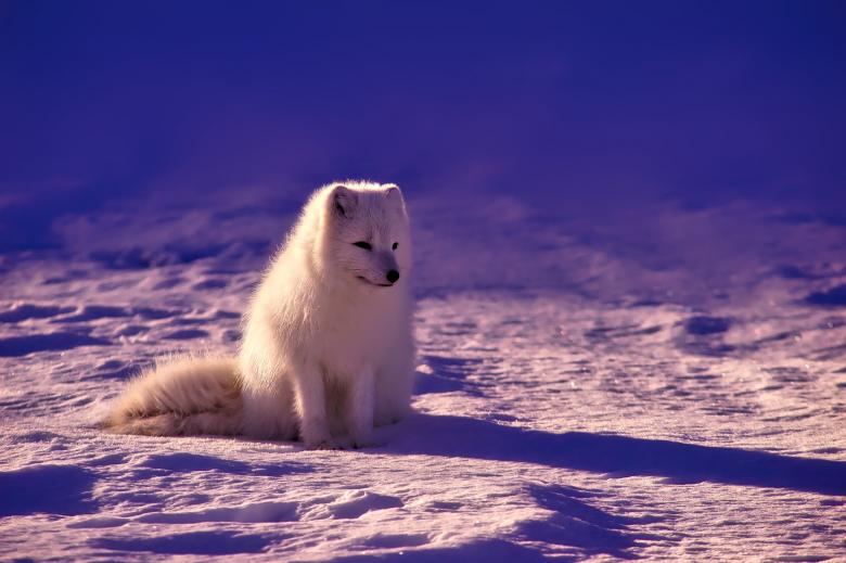 Free stock image of In Norway - White Dog created by Pixabay
