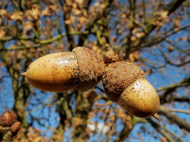 Free stock image of Macro Oak created by Pixabay