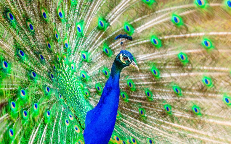 Free stock image of Colors of Nature created by Pixabay
