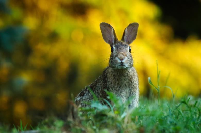 Free stock image of Wild Rabbit created by Pixabay