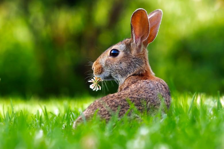 Free stock image of Wild Rabbit created by Pixabay
