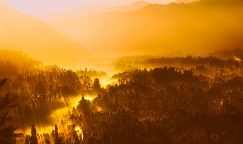 Free stock image of Wild Forest created by Pixabay