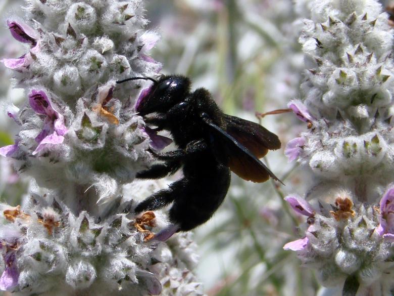 Free stock image of Fly on the Flowers created by Pixabay