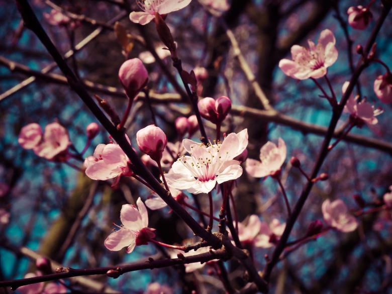 Free stock image of Almond Blossom created by Pixabay