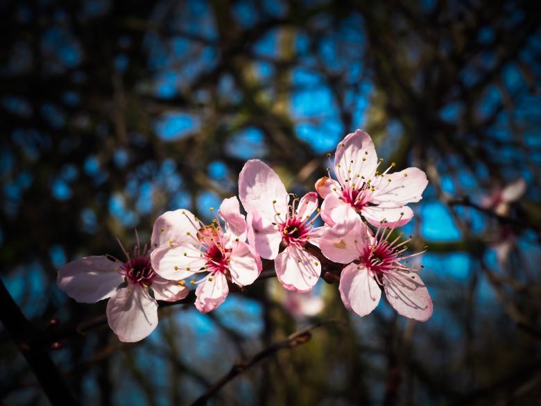 Free stock image of Almond Blossom created by Pixabay