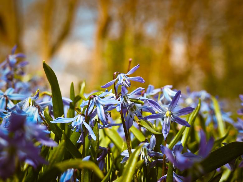 Free stock image of Bluebell Flowers created by Pixabay