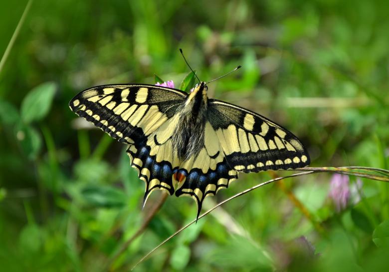 Free stock image of Wild Butterfly created by Pixabay