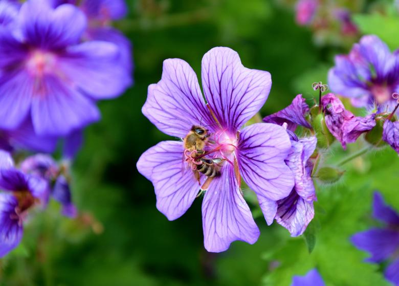 Free stock image of Bee on the Flower created by Pixabay