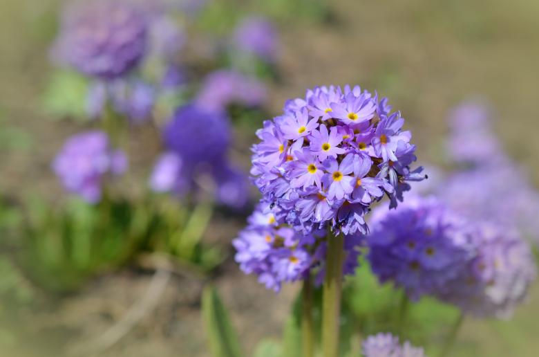 Free stock image of Fresh Flowers created by Pixabay