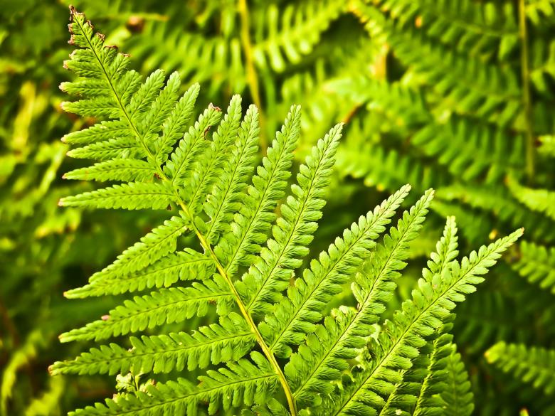 Free stock image of Wild Fern created by Pixabay