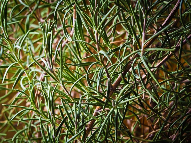 Free stock image of Wild Herbs created by Pixabay