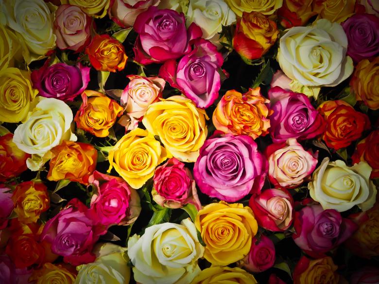 Free stock image of Fresh Roses created by Pixabay