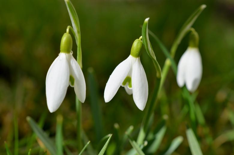 Free stock image of Snowdrop Flowers created by Pixabay