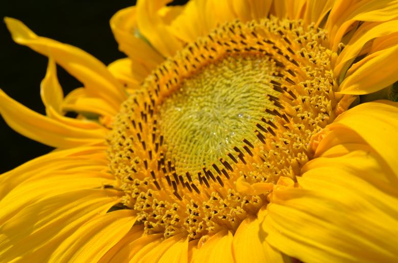 Free stock image of Macro Sunflower created by Pixabay