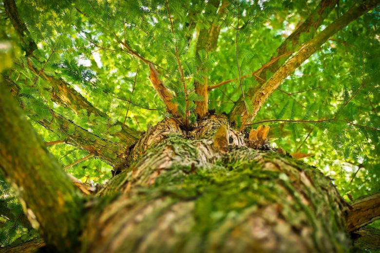 Free stock image of Tree Branch created by Pixabay