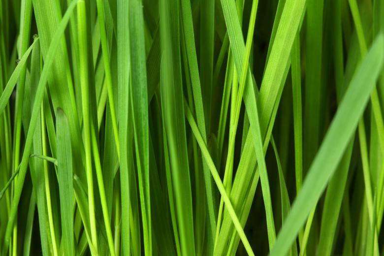 Free stock image of Wild Grass created by Pixabay