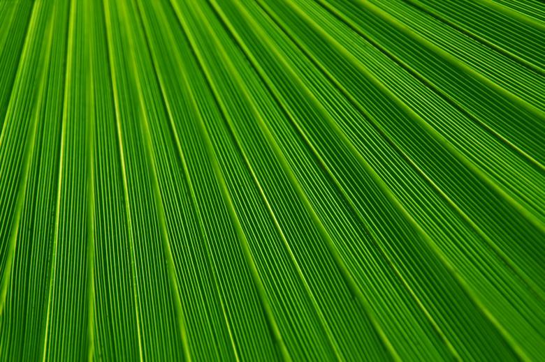 Free stock image of Green Field Texture created by Pixabay