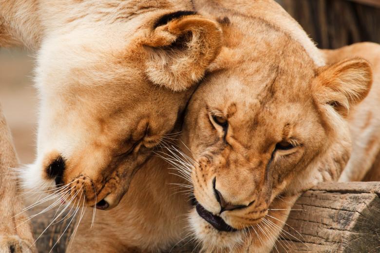 Free stock image of African Lions created by Pixabay