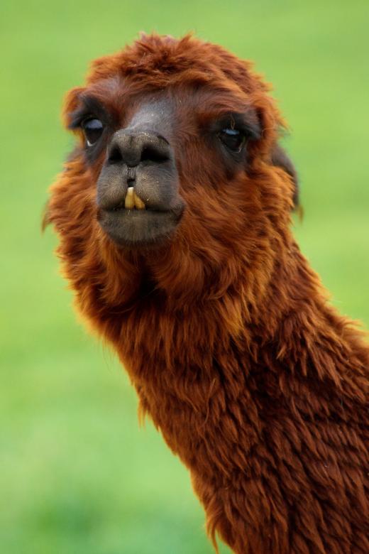 Free stock image of Wild Alpaca created by Pixabay