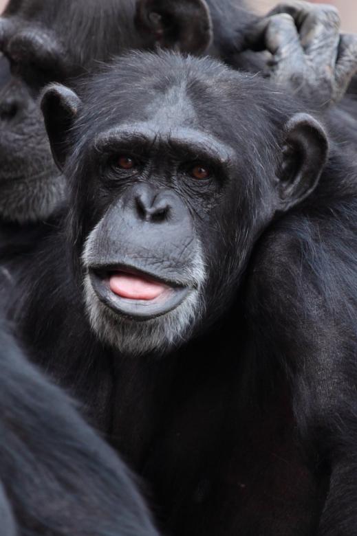Free stock image of Wild Chimps created by Pixabay