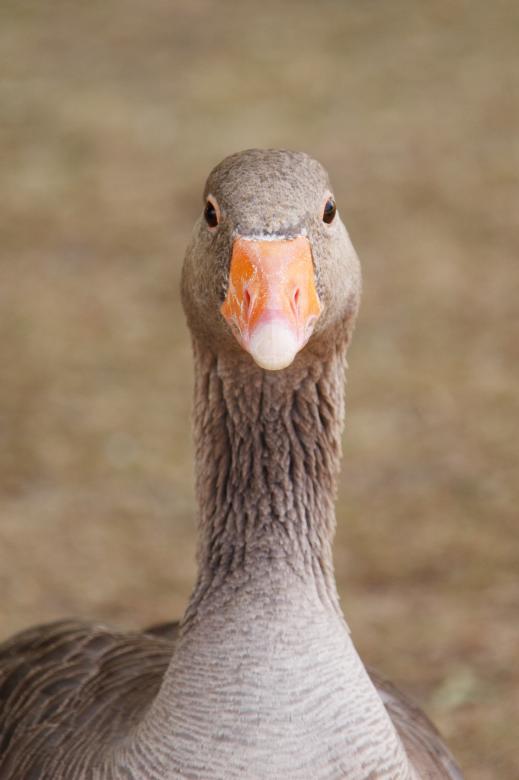 Free stock image of Duck Closeup created by Pixabay