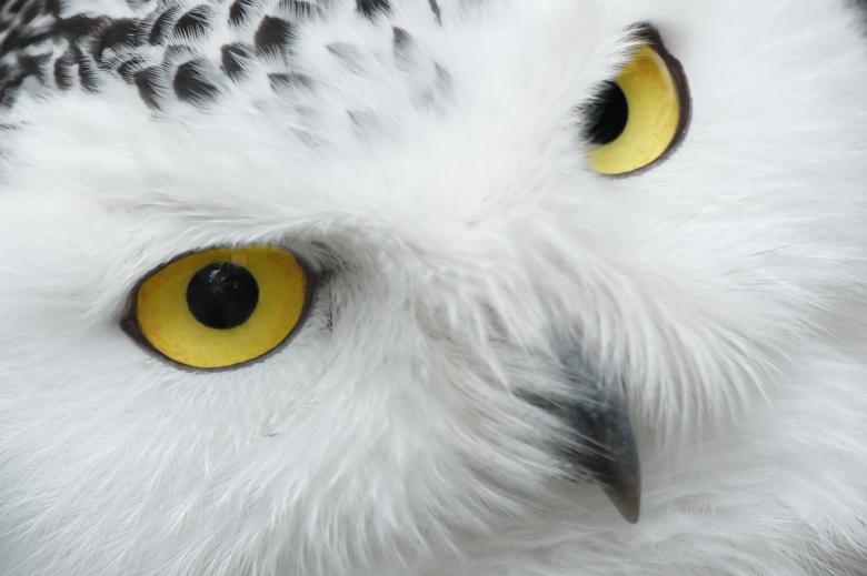 Free stock image of White Owl created by Pixabay