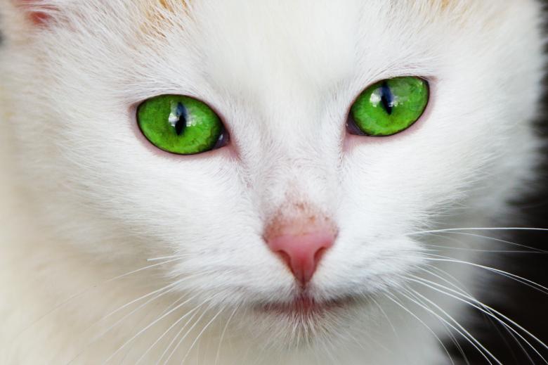 Free stock image of White Cat created by Pixabay