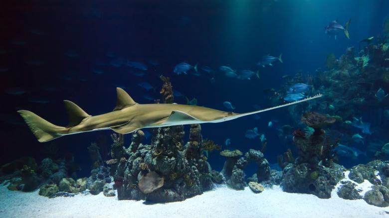 Free stock image of Fish in the Aquarium created by Pixabay