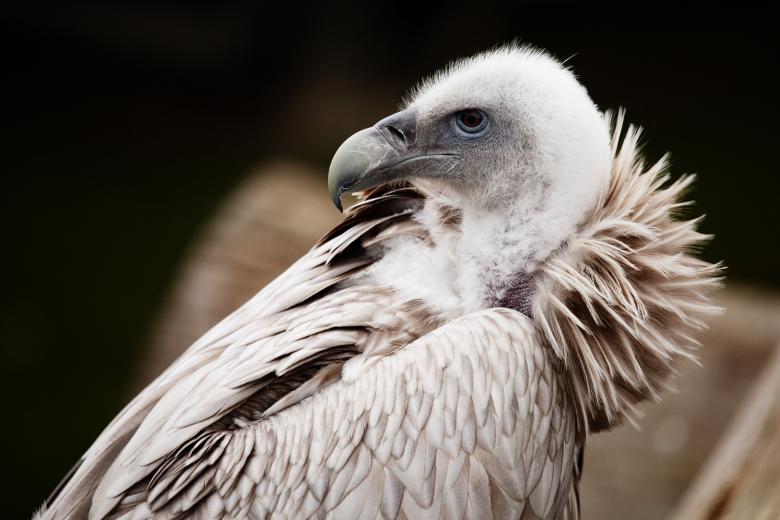 Free stock image of Wild Vulture created by Pixabay