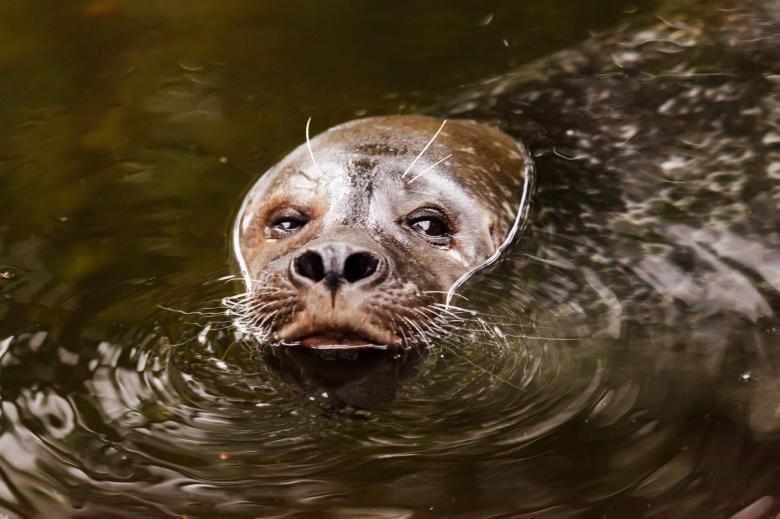 Free stock image of In the Water created by Pixabay