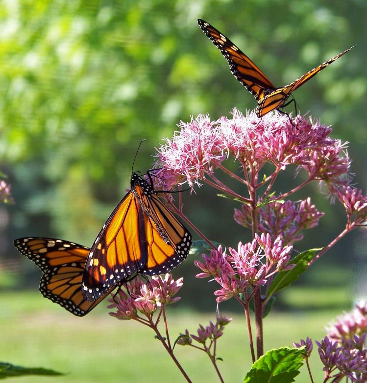 Free stock image of Butterfly in the Garden created by Pixabay