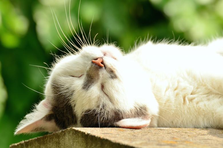 Free stock image of Cat Sleeping created by Pixabay