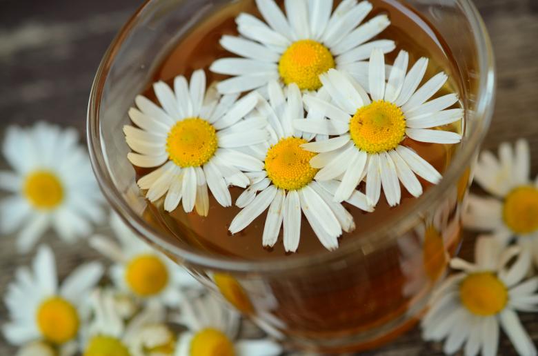 Free stock image of White Chamomile created by Pixabay