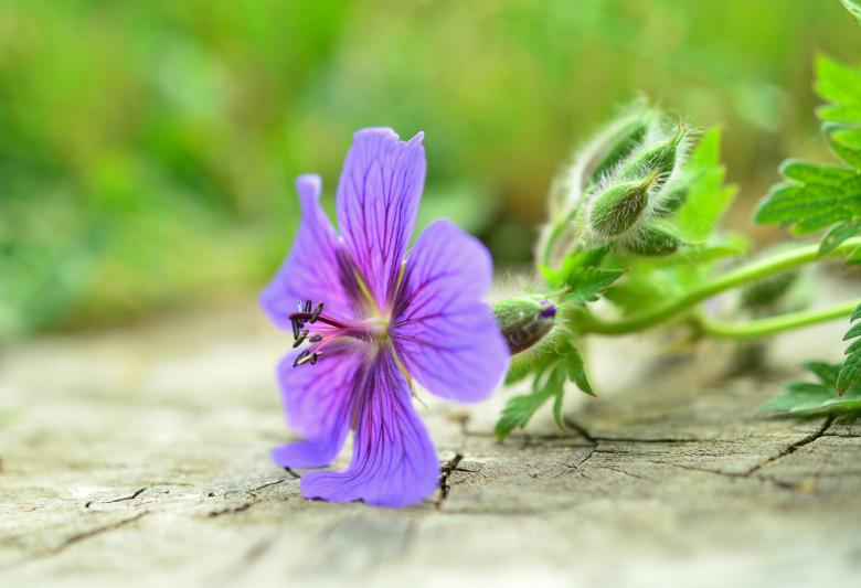 Free stock image of Cranesbill Closeup created by Pixabay