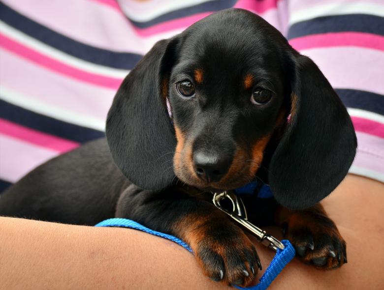 Free stock image of Pet Dog created by Pixabay