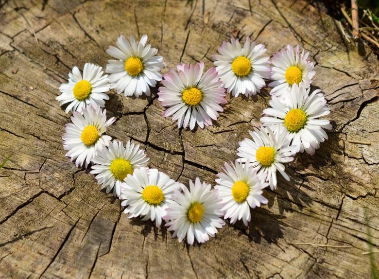 Free stock image of Bunch of Daisies created by Pixabay