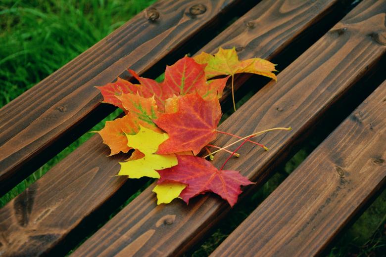 Free stock image of Fall Foliage created by Pixabay