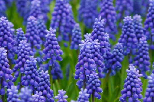 Fresh Hyacinths - Free Stock Photo