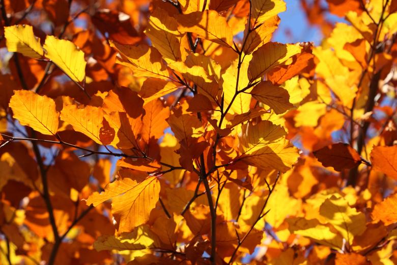 Free stock image of Dry Leaves created by Pixabay