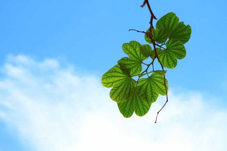 Free stock image of Graphical Leaves created by Pixabay