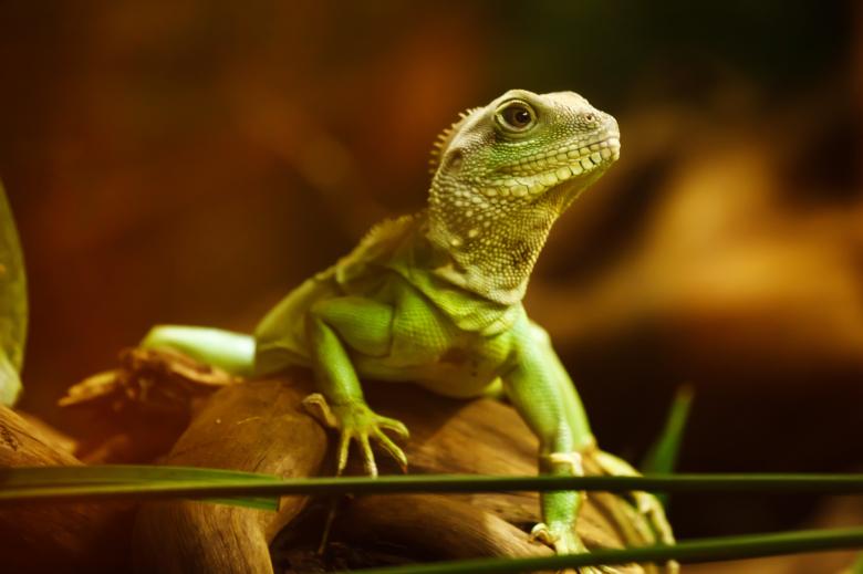 Free stock image of Wild Lizard created by Pixabay