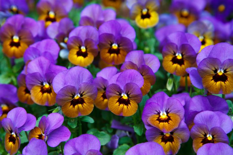 Free stock image of Pansies in the Garden created by Pixabay