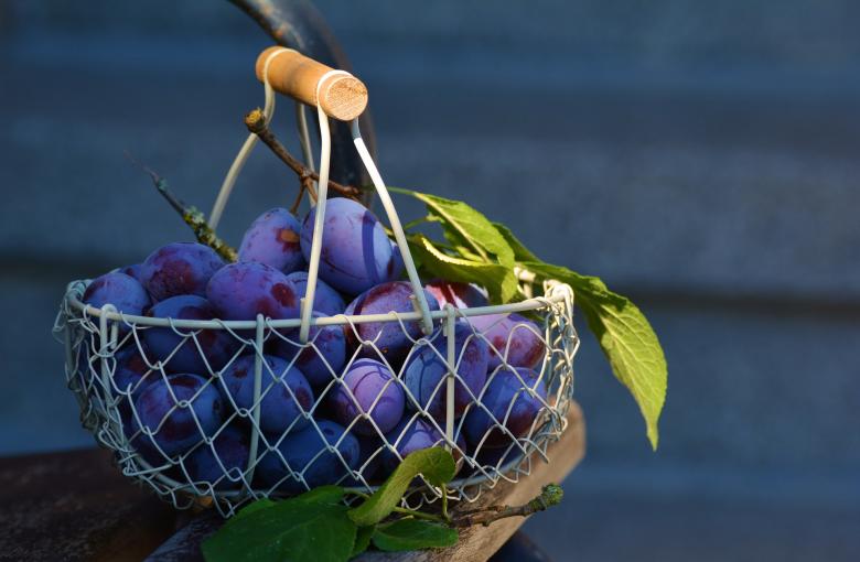 Free stock image of Plums in the Basket created by Pixabay