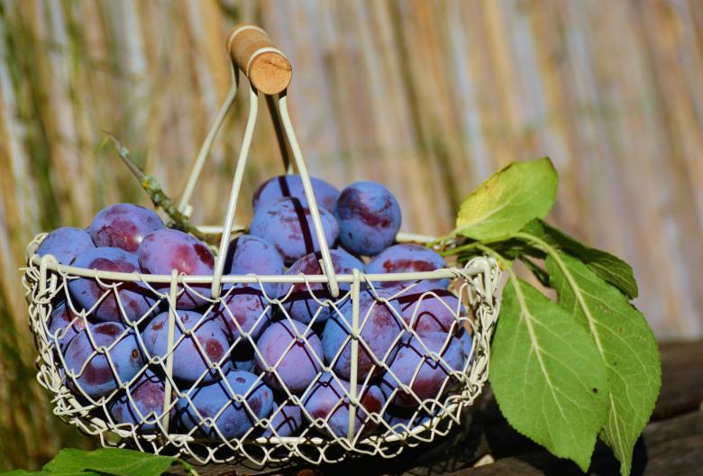 Free stock image of Plums in the Basket created by Pixabay